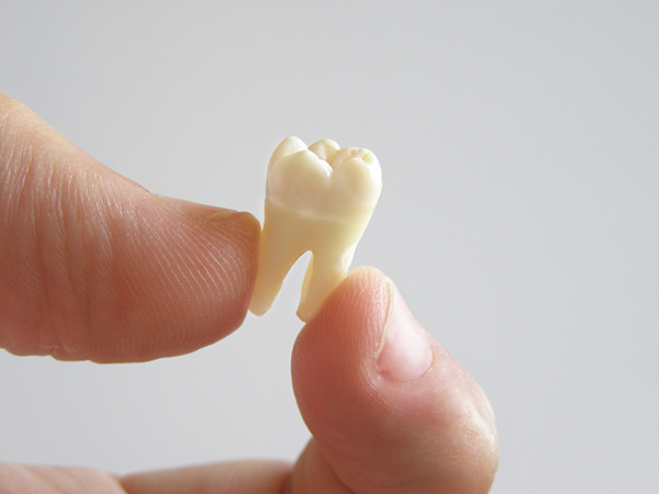 Person holding a molar tooth between their fingers.
